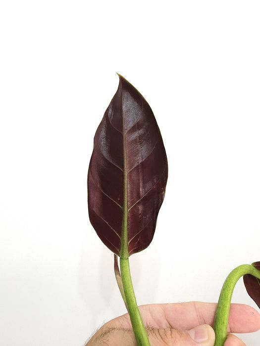 Philodendron Subhastatum Tamarindo