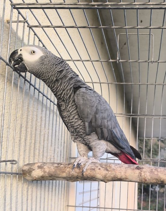 Papagaio cinzento