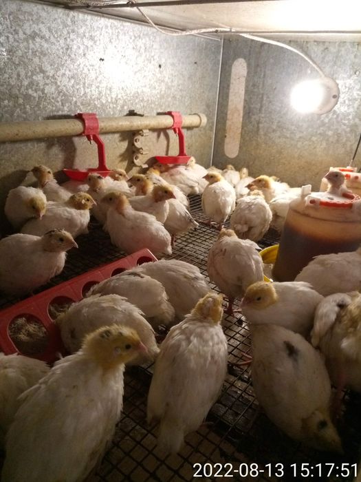 Двух недельные техасские перепела.