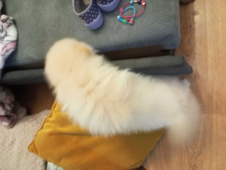 Urocze Szpice Miniaturowe Szpic suczka Pomeranian boo