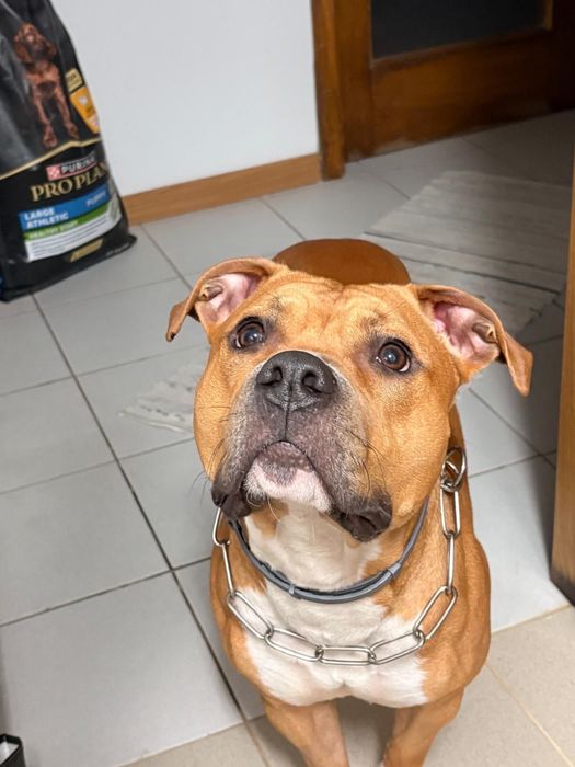 Adoçao responsavel , pitbull  staffordshire