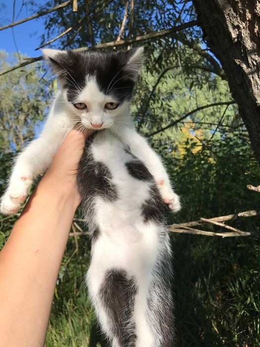 Кошенята в добрі руки
