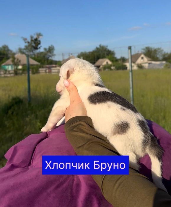 Цуценята шукають дім