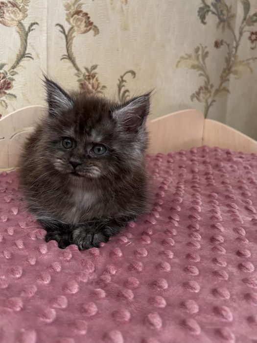 Мейн кун девочка