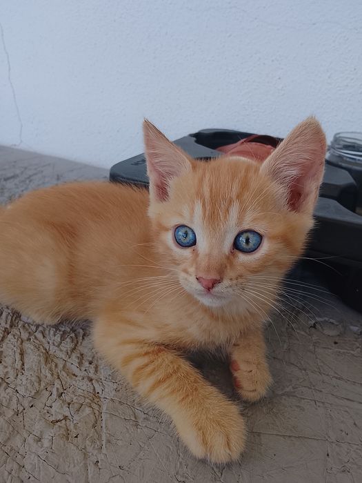 Gatinhos laranja para adoção