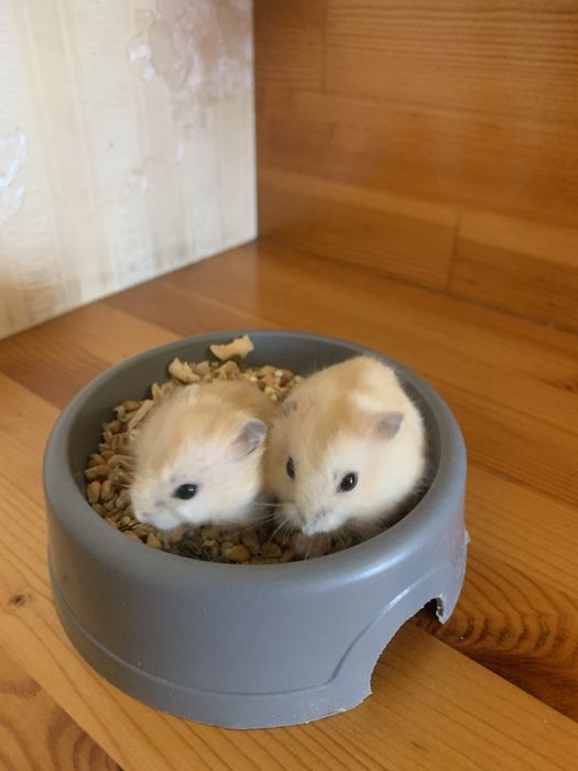 Хомяки, джунгарики