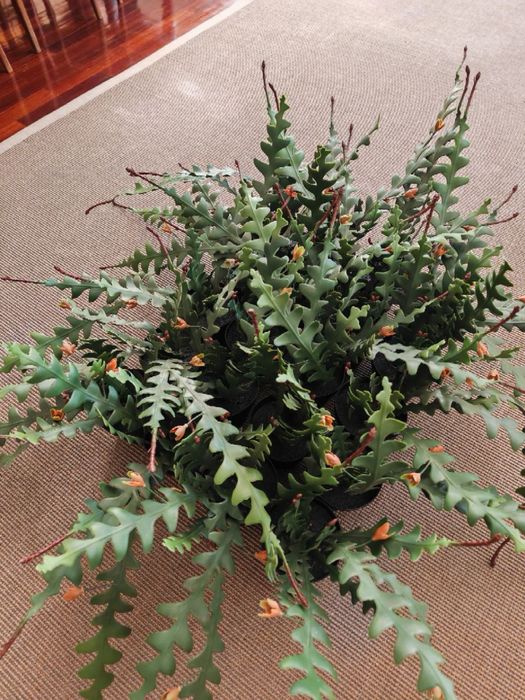 Plantas artificail em vaso, epifilium