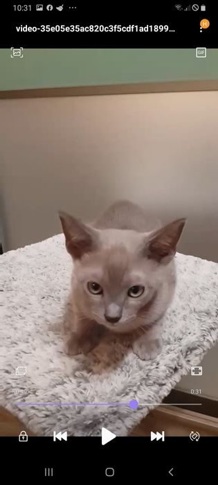 Бурманские котята ( бурма)