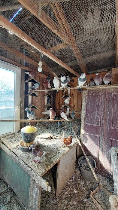 Gołębie pocztowe i ozdobne