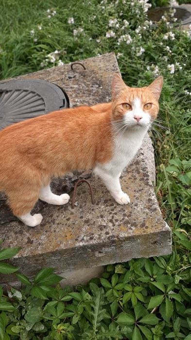 Кастрований молоденький котик в добрі ручки