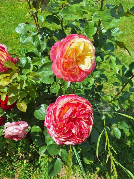 Działka rekreacyjna "ROD" Rajsy Krosno