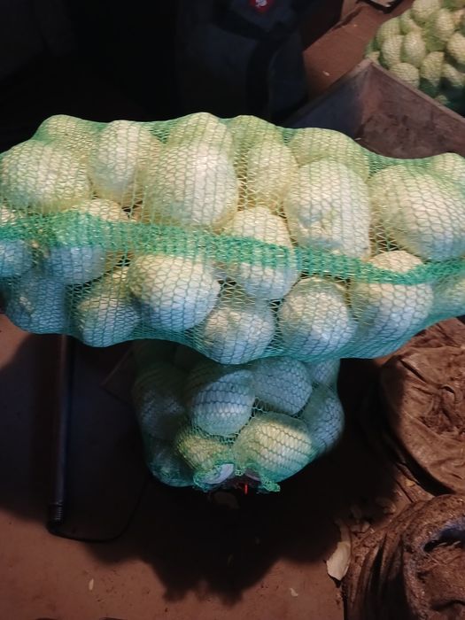 Капуста  білокачанна