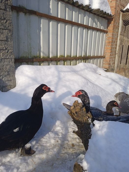 Качки мускусні оригінальні