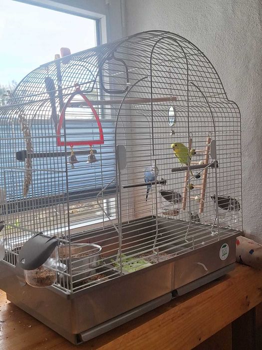 Periquitos australianos – nova casa responsável