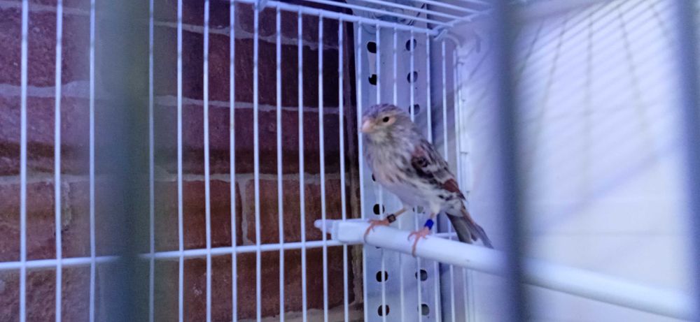 Canario Femea Agata Mosaico Vermelha de 2025