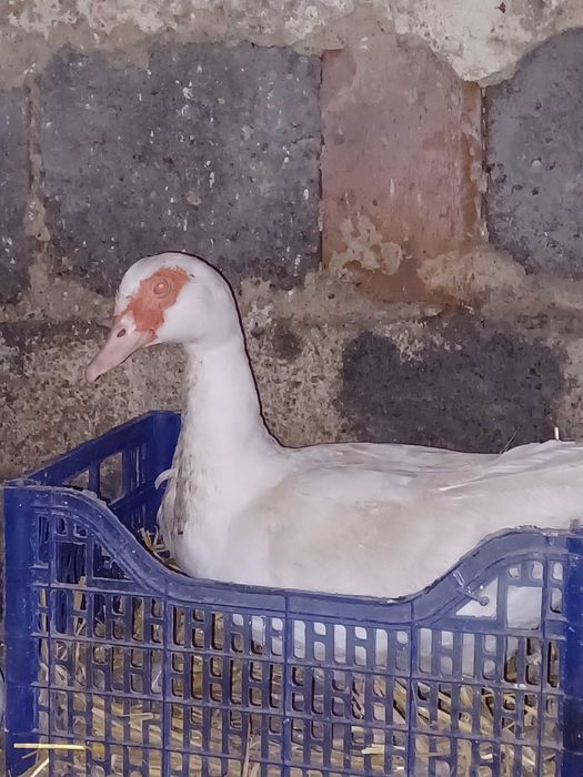 Kaczki piżmowe/francuskie cena za całość