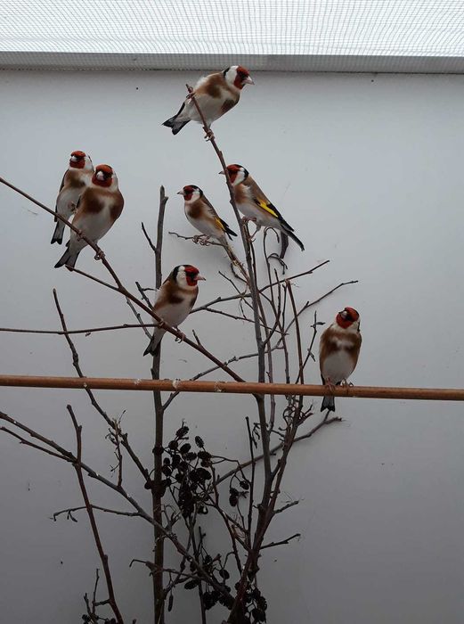 Casais de tentilhão montês (outras aves)