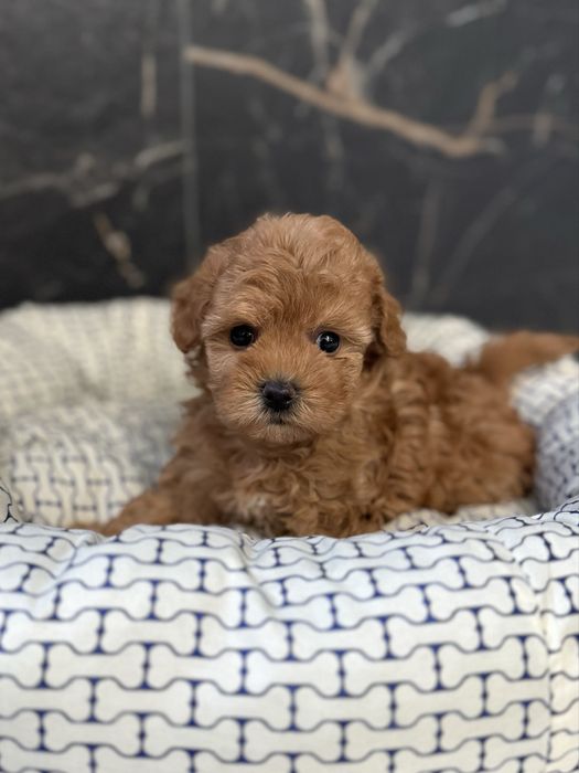 Дівчинка мальтіпу міні ф1. Ми в Луцьку