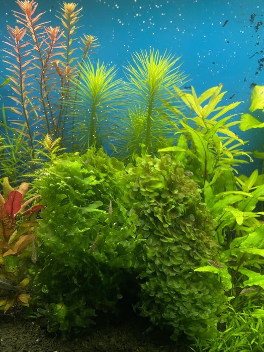 Ломаріопсис акваріумна рослина, дуже гарно вкрили камінці