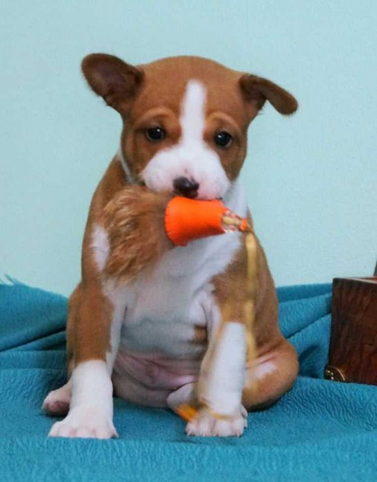 Цуценята  басенджі