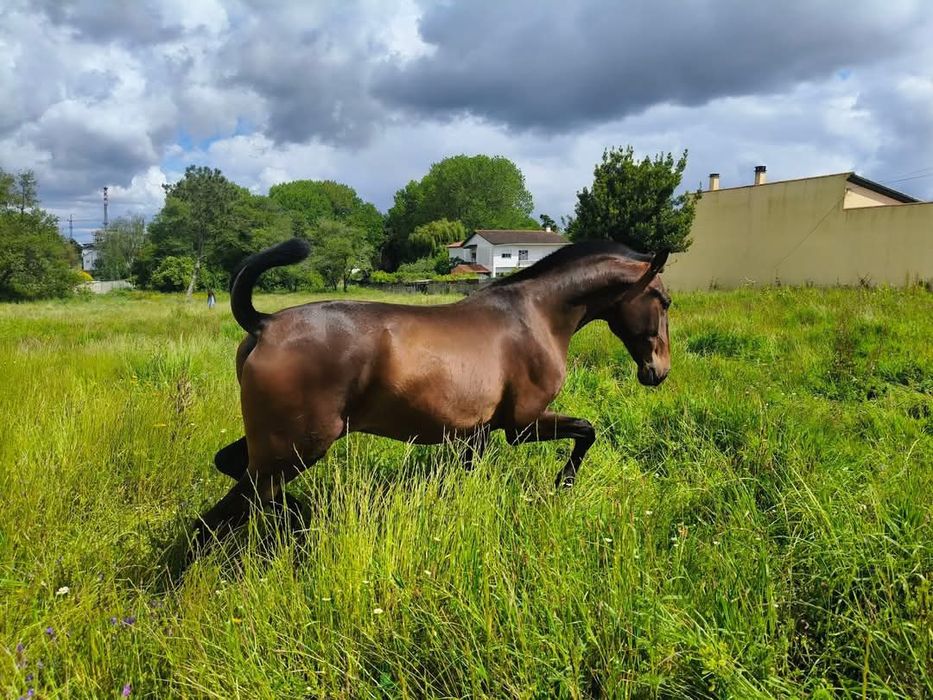 Poldro PSL , filho do Gladiador do lis