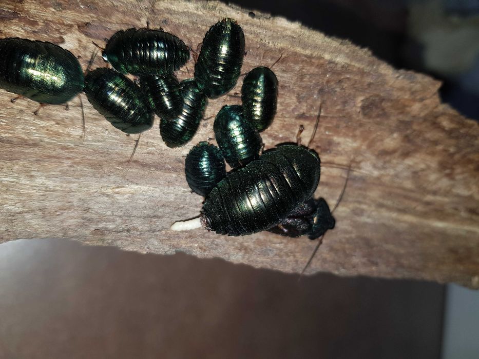 Pseudoglomeris magnifica