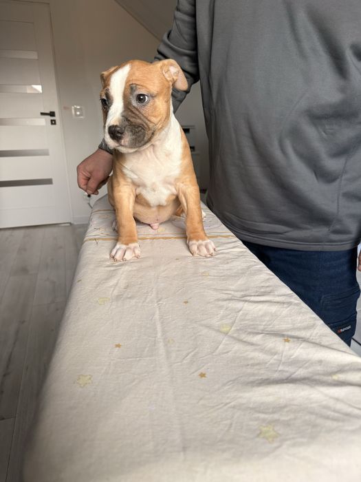 Amstaff piesek o mocnej budowie