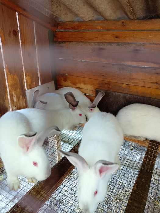 Продам молодняк кроликів
