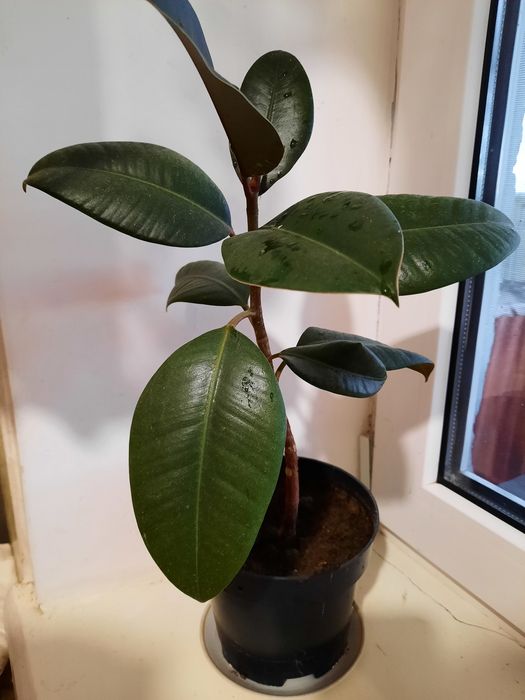 Фікус, кімнатна квітка