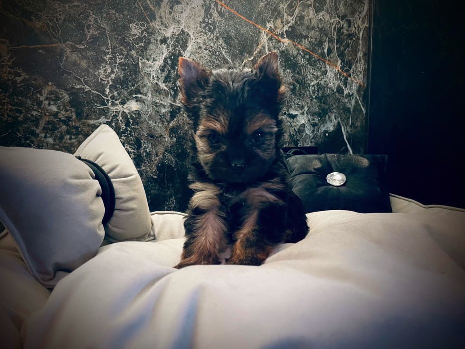 York Yorkshire Terrier suczka