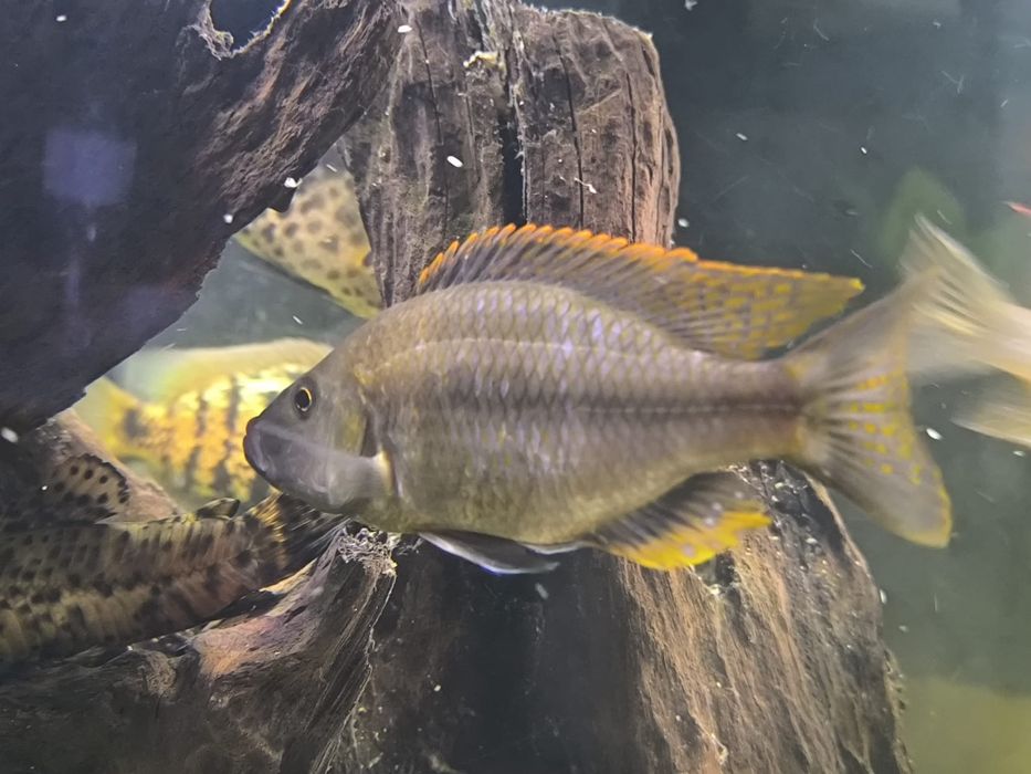 Vendo cicledeos americanos grandes 
Astronotus ocellatus