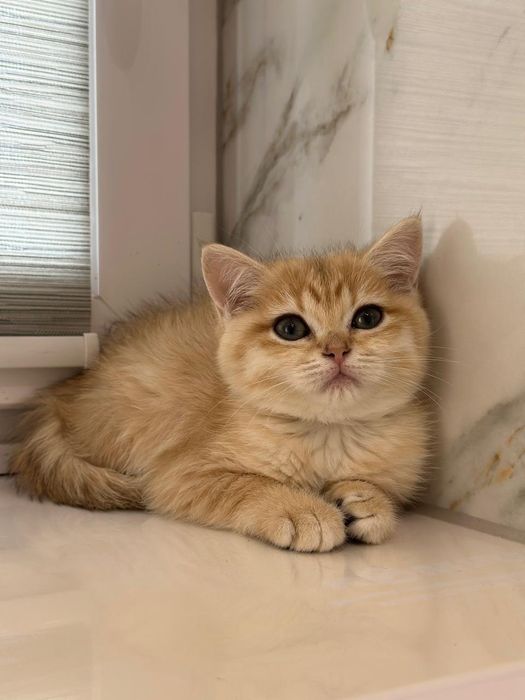 Британські кошенята