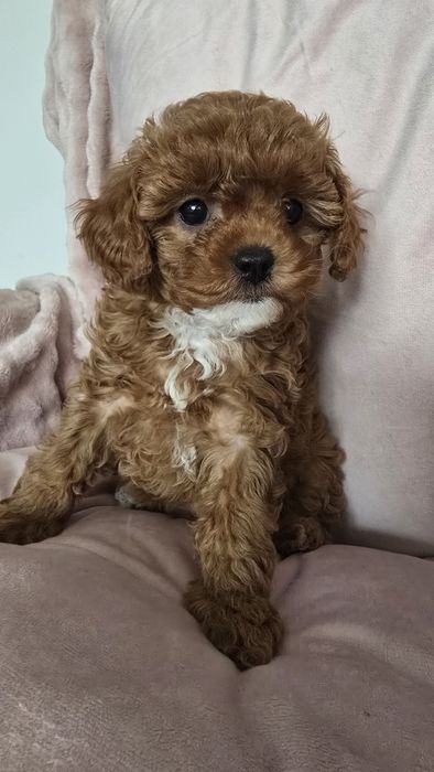 Cavapoo,  F1b, sunia
