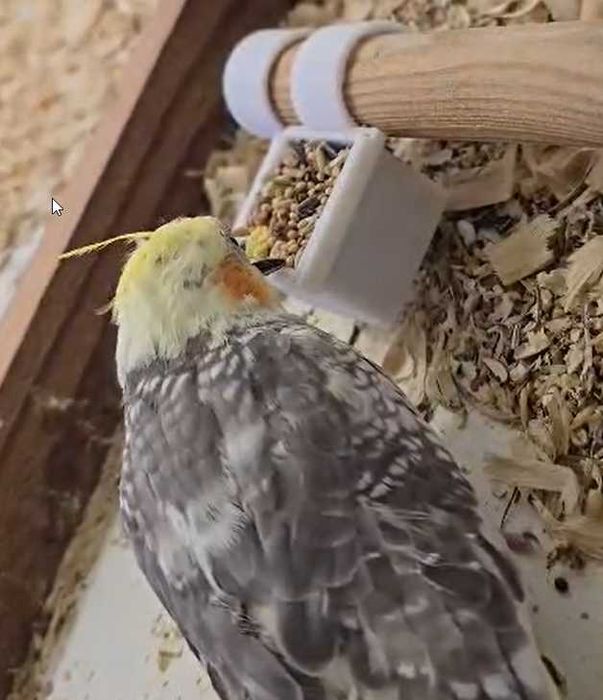 Caturra com 2 meses super dócil criada à mão