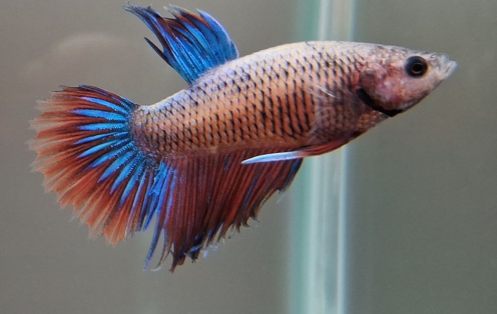 Machos Betta adultos - 5€