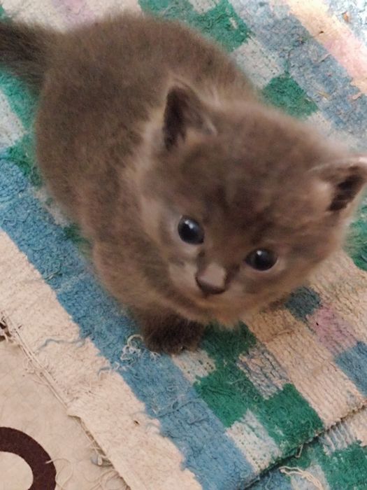 Отдам котят бесплатно