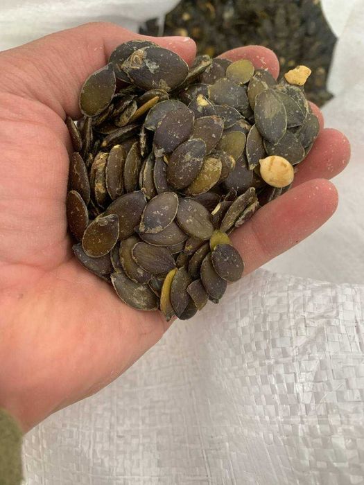 Насіння голонасінного гарбуза для холодного віджиму| Тыквенная семечка