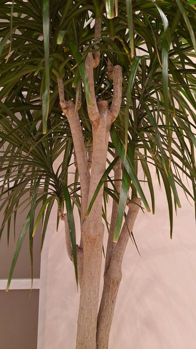 Драцена Маргината 160 см.