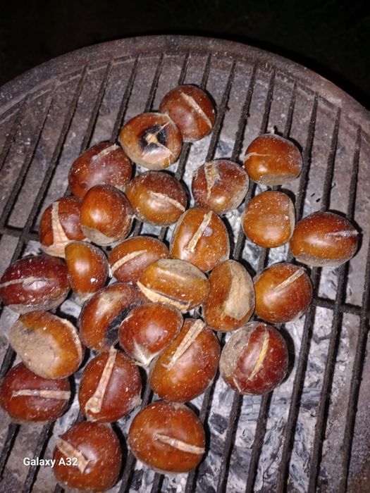 Castanhas gordinhas