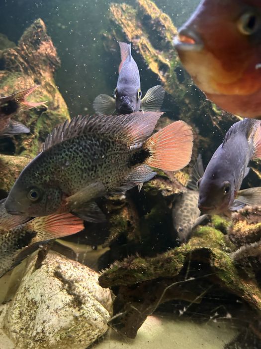 Akwarium 450 l 180x50x50 + pielegnice