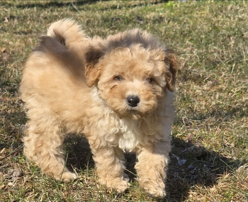Bichpoo f1 maltipoo Dostępny