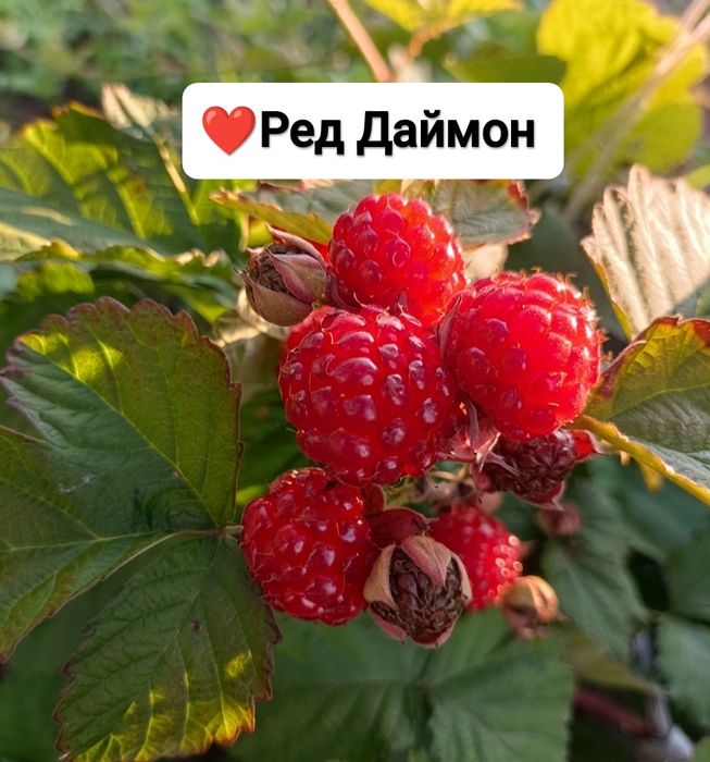 Саджанці ожиномалини Ред Даймон, Логанберрі, Маріонберрі, Голден Кларк та ожини Оушито (ЗКС)