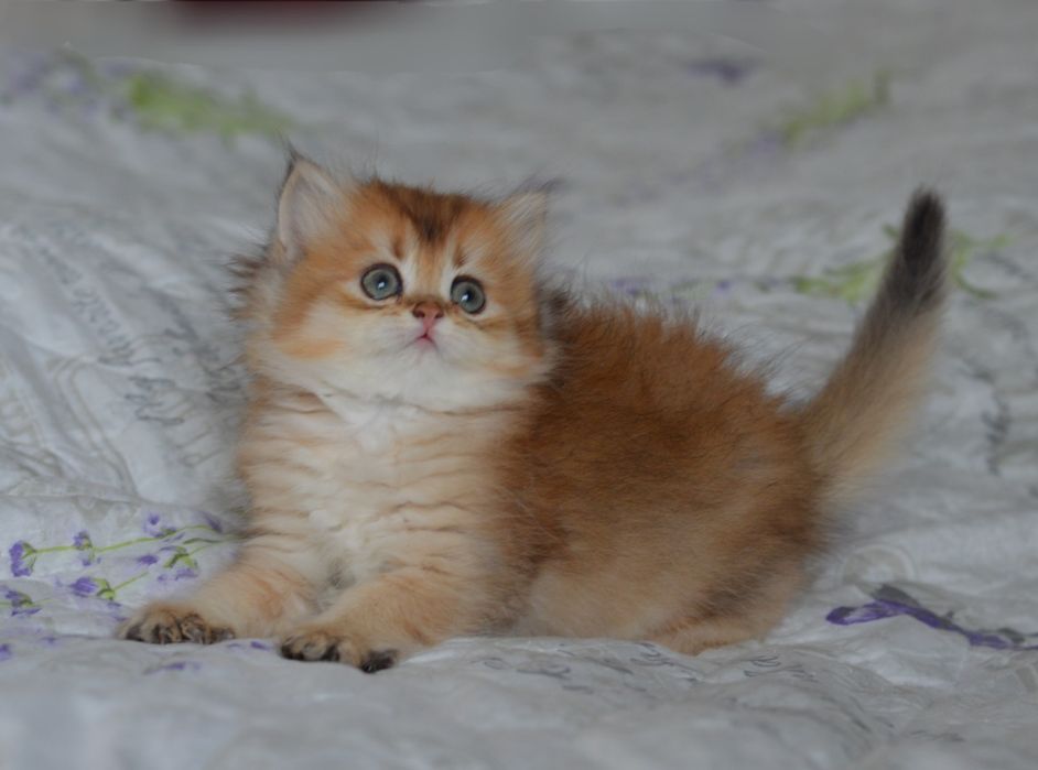 Очень красивая  и милая  девочка Золотая шиншила!