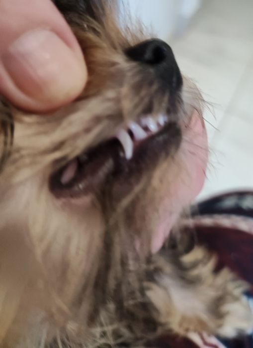 Йорки, 2 мальчика. КСУ.