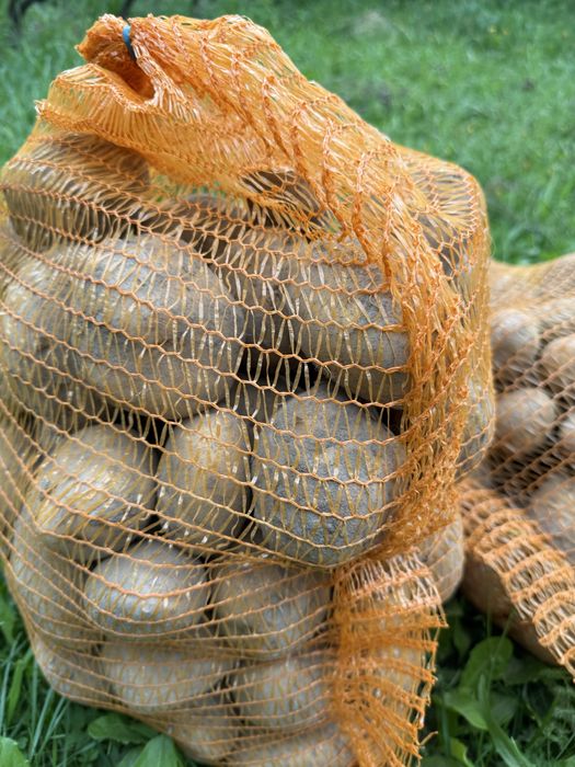 Sprzedam ziemniaki ricarda , denar , jubilat.