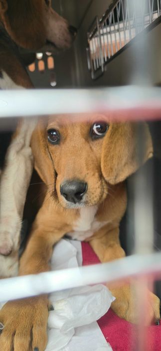 Cão macho bebé de porte pequeno/medio para adoção responsável