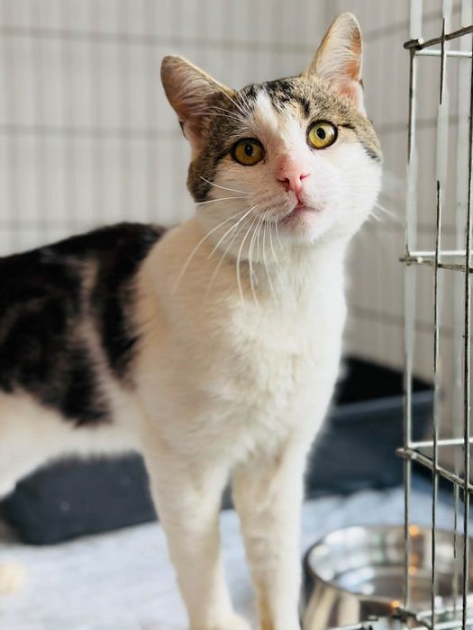 Uroczy kocurek do adopcji