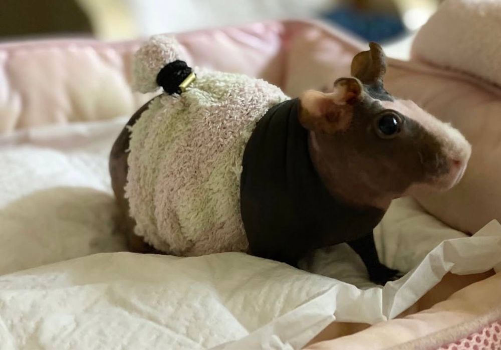 Лисі  морські свинки різних підвидів