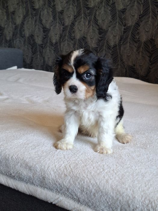 Cavalier King Charles Spaniel piesek