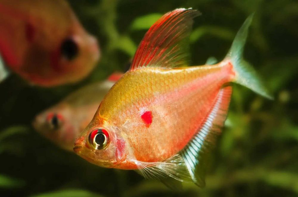 Bystrzyk Pereza - czerwonoplamy - Hyphessobrycon erythrostigma - dowóz